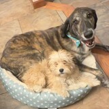 Entry image for Teddi and Haddie