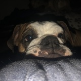 Entry image for Gnocchi (formerly Luna)