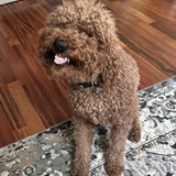 Entry image for Archie