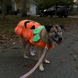 Entry image for Ghibli