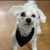 Entry image for Woodrow