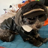 Entry image for Fonzie 