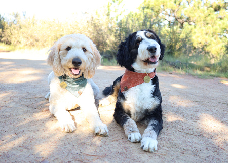 Entry image for Eleanor & Penny. Clicking this image will show a larger photo