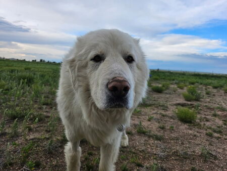 Entry image for Peter the Great (Pyrenees). Clicking this image will show a larger photo