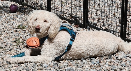 Entry image for Felix Felony Meyer. Clicking this image will show a larger photo