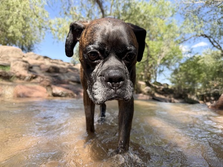 Entry image for Brutus . Clicking this image will show a larger photo