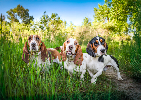 Entry image for Beezlee, Hunny B, Shamus. Clicking this image will show a larger photo