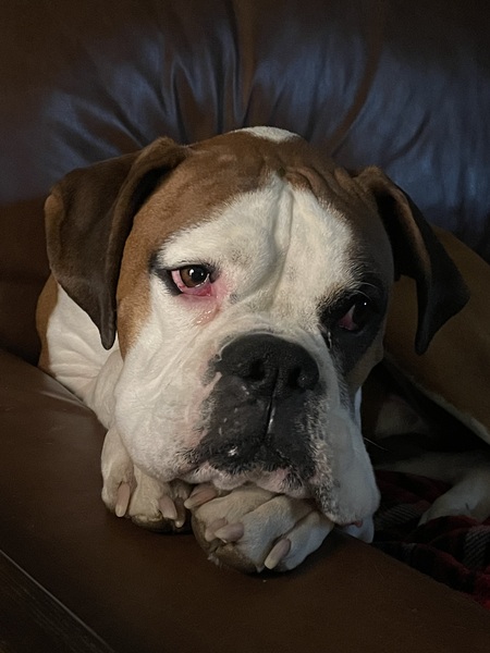 Entry image for Emmett. Clicking this image will show a larger photo