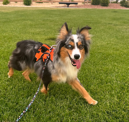 Entry image for Nuka. Clicking this image will show a larger photo