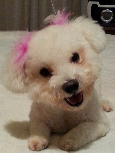 Entry image for Sadie. Clicking this image will show a larger photo