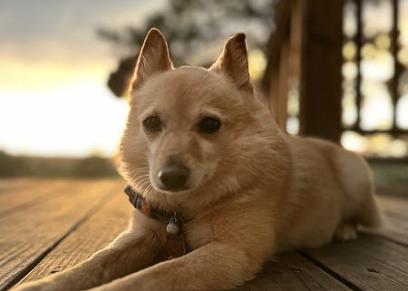 Entry image for Mabel. Clicking this image will show a larger photo