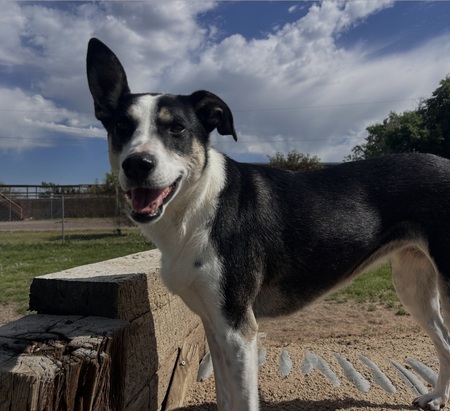 Entry image for Willow. Clicking this image will show a larger photo