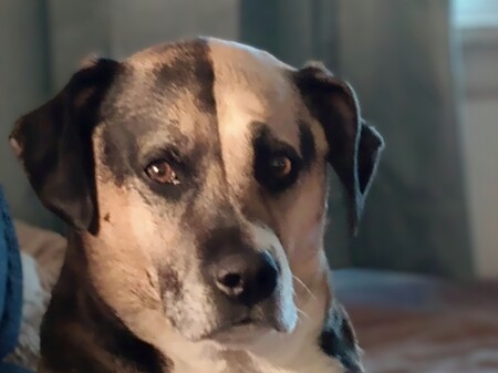 Entry image for Bella. Clicking this image will show a larger photo