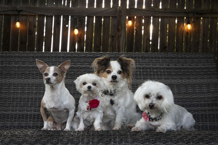 Entry image for Happily Ever After with August, Jazzy, Conner, and Susie. Clicking this image will show a larger photo