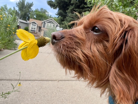 Entry image for Ruby . Clicking this image will show a larger photo