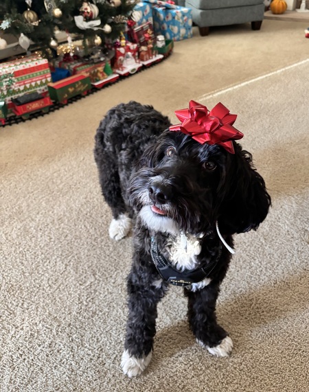 Entry image for Theodore. Clicking this image will show a larger photo