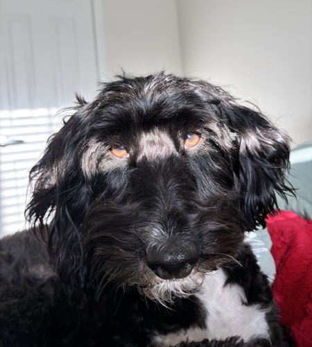 Entry image for Theodore. Clicking this image will show a larger photo