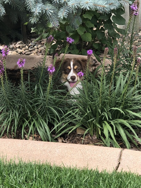 Entry image for Izzy Mae. Clicking this image will show a larger photo