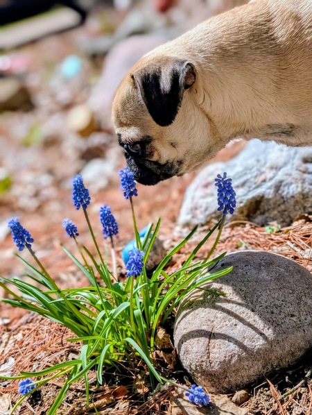 Entry image for Elbie. Clicking this image will show a larger photo