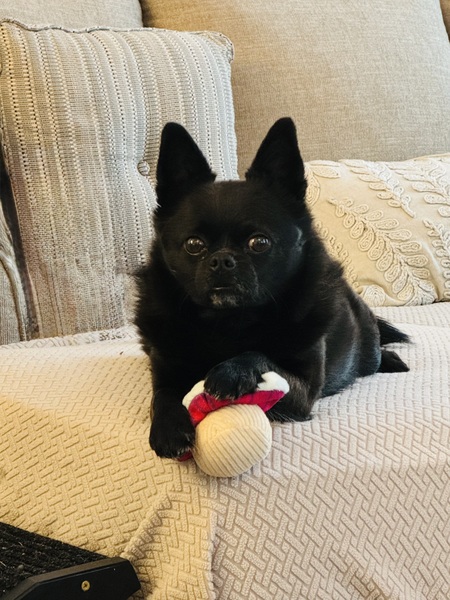 Entry image for Bean. Clicking this image will show a larger photo