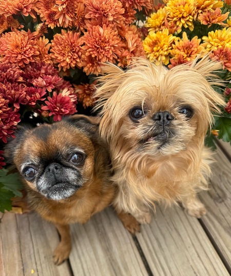 Entry image for Ginger & Cheeto. Clicking this image will show a larger photo