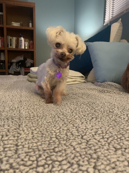 Entry image for Pocket. Clicking this image will show a larger photo