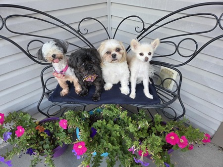 Entry image for Daisy, Violet, Brody and Bugsy (aka Gremmy Nation). Clicking this image will show a larger photo