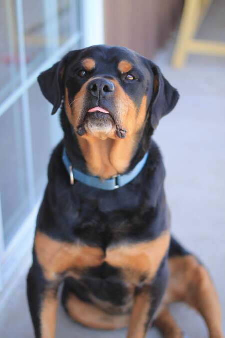 Entry image for Charlie the Gentle. Clicking this image will show a larger photo