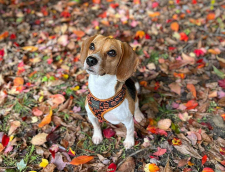 Entry image for Sidney. Clicking this image will show a larger photo