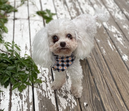 Entry image for Thomas. Clicking this image will show a larger photo