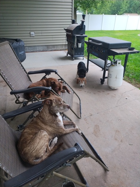 Entry image for Ripley and kika. Rescued from high kill shelter. Clicking this image will show a larger photo