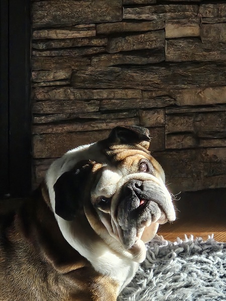 Entry image for FRANKIE. Clicking this image will show a larger photo