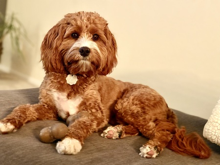 Entry image for Mabel. Clicking this image will show a larger photo