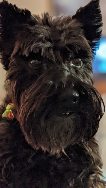 Entry image for Minnie. Clicking this image will show a larger photo