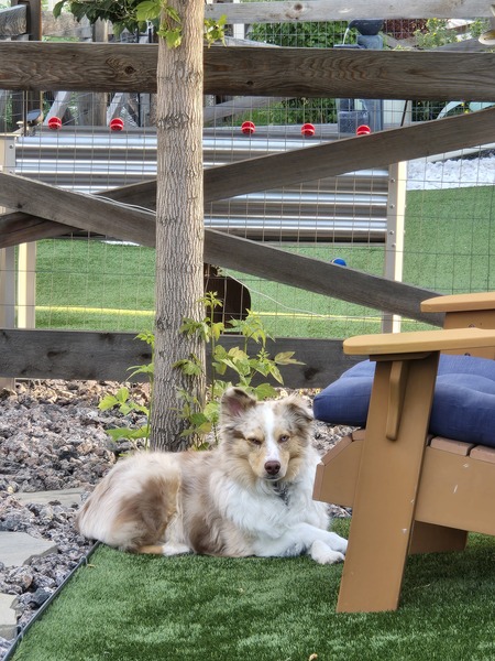 Entry image for Maizey. Clicking this image will show a larger photo