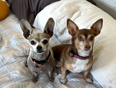 Entry image for Misha and Serena. Clicking this image will show a larger photo