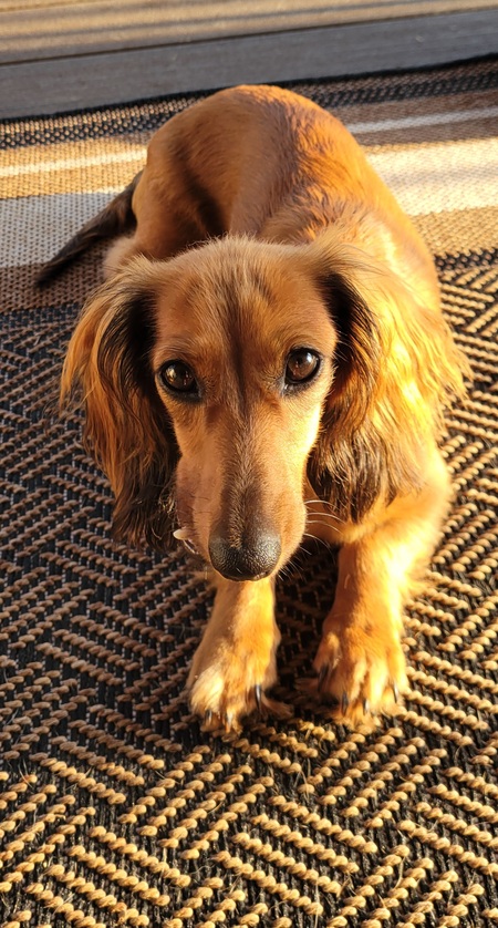 Entry image for Baily. Clicking this image will show a larger photo