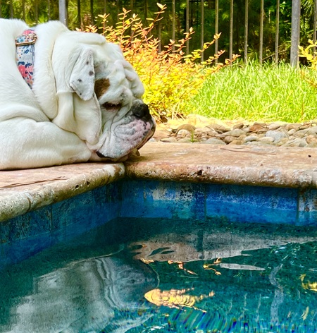 Entry image for Miss Pearl Rose. Clicking this image will show a larger photo