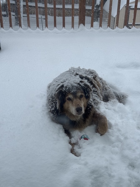 Entry image for Buster. Clicking this image will show a larger photo