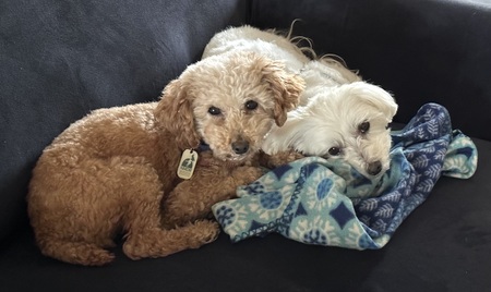 Entry image for Ginger and Rani. Clicking this image will show a larger photo