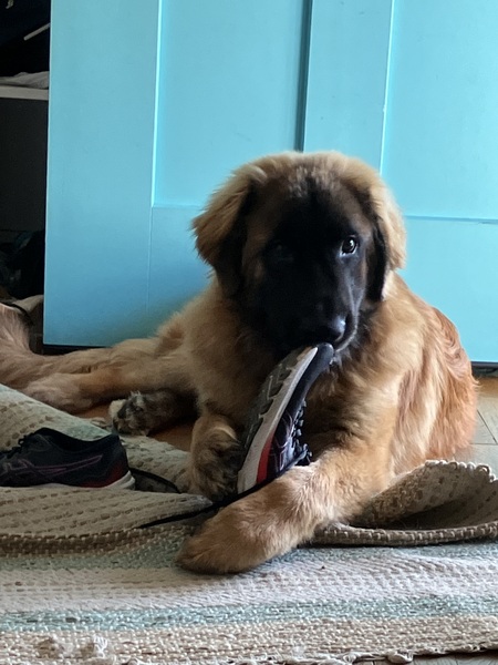 Entry image for Percy . Clicking this image will show a larger photo