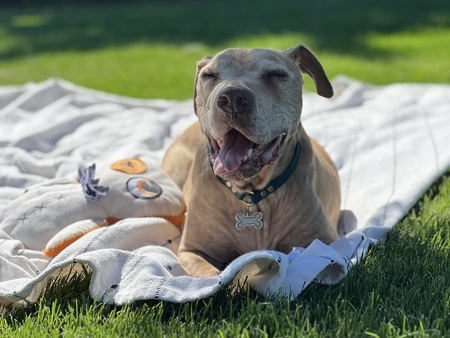 Entry image for Boss. Clicking this image will show a larger photo