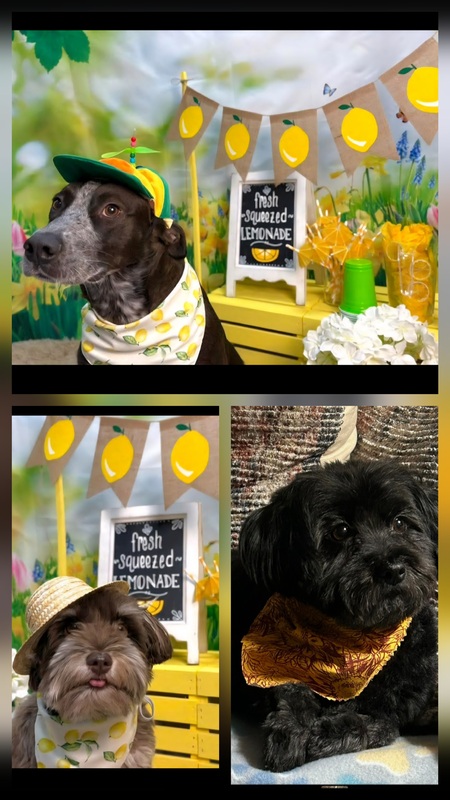 Entry image for Jessie, Sadie & Gracie. Clicking this image will show a larger photo