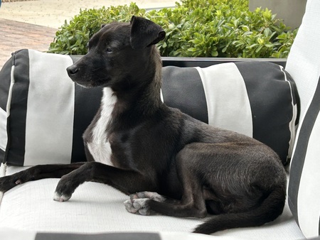 Entry image for RIO. Clicking this image will show a larger photo