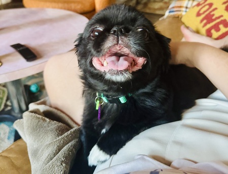 Entry image for Betty (Bitty NMDR). Clicking this image will show a larger photo