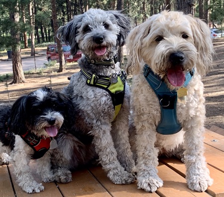 Entry image for Gracie, Sadie, Oakley. Clicking this image will show a larger photo