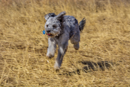 Entry image for Sadie. Clicking this image will show a larger photo