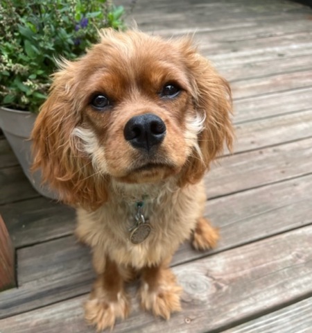 Entry image for Aiden. Clicking this image will show a larger photo