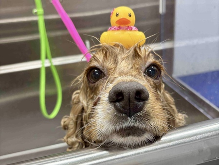 Entry image for Darby (NMDR Lady). Clicking this image will show a larger photo