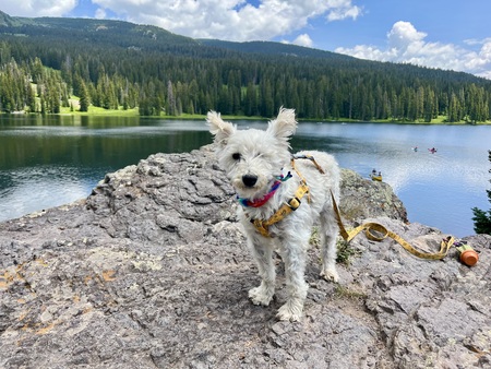 Entry image for Flint. Clicking this image will show a larger photo